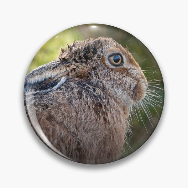 Item preview, Brown Hare, Forest of Bowland designed and sold by CEastwoodPhotos.