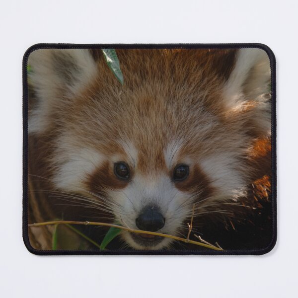 Item preview, Cute Red Panda Close Up Wildlife Photo designed and sold by flowlens.media.