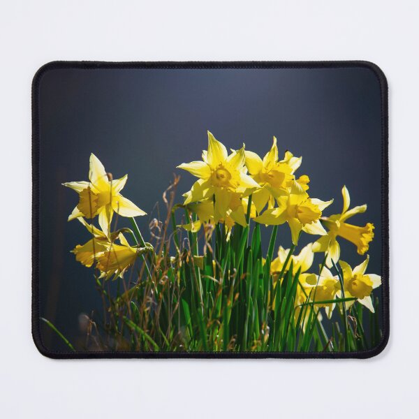 Item preview, Sunny Daffodil Spring Flora designed and sold by CEastwoodPhotos.