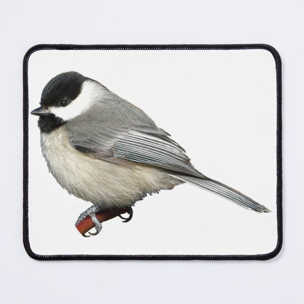 Item preview, Carolina Chickadee designed and sold by kyra0nicole.