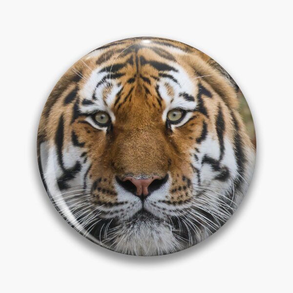 Item preview, Tiger staring at you designed and sold by Alan Sabatino Photography.