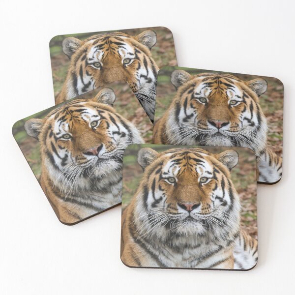 Item preview, Tiger staring at you designed and sold by Alan Sabatino Photography.