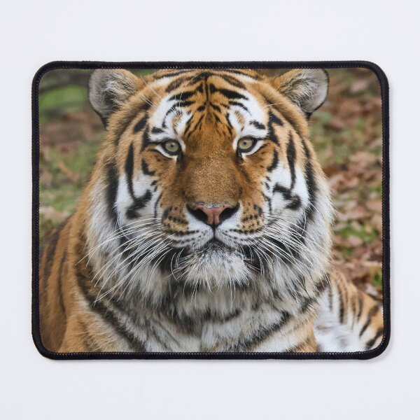 Item preview, Tiger staring at you designed and sold by Alan Sabatino Photography.