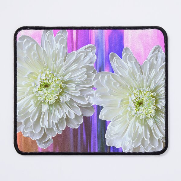 Item preview, White Chrysanthemum Against Colorful Background designed and sold by BostonArcImage.