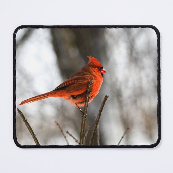 Item preview, Golden Hour Cardinal designed and sold by Whimsyhollows.