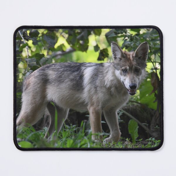 Item preview, Wolf Pup designed and sold by Kim Pruim.