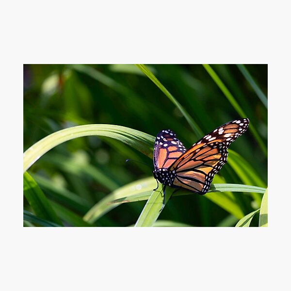 Item preview, Monarch Butterfly designed and sold by KPcaptures.