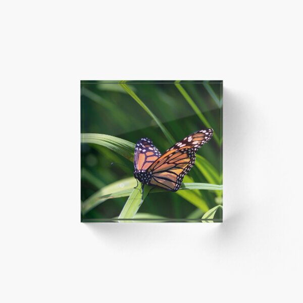 Item preview, Monarch Butterfly designed and sold by KPcaptures.