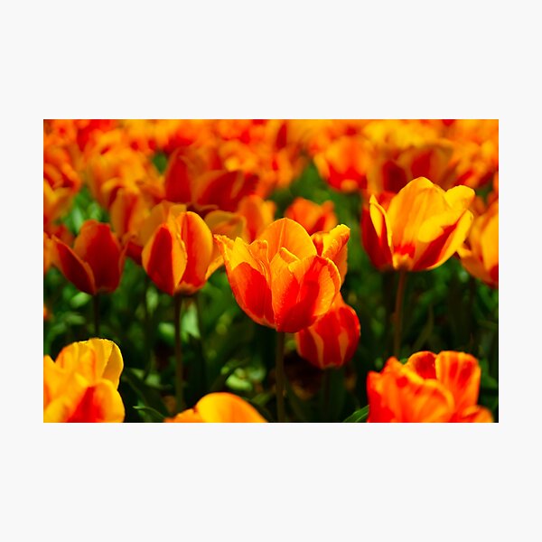 Fire Tulips of Washington DC Photographic Print