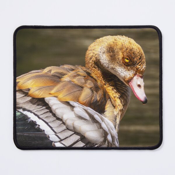 Item preview, Egyptian Goose Close Up with Detailed Feathers | Wildlife Bird Photography designed and sold by TheHikersEye.