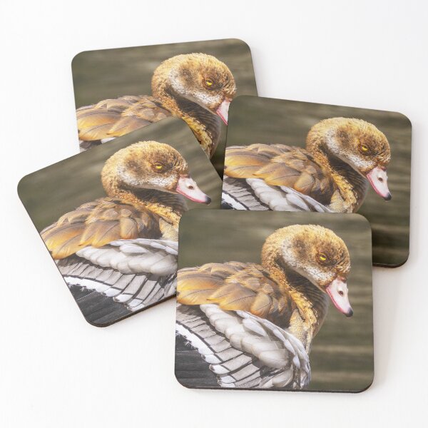Item preview, Egyptian Goose Close Up with Detailed Feathers | Wildlife Bird Photography designed and sold by TheHikersEye.