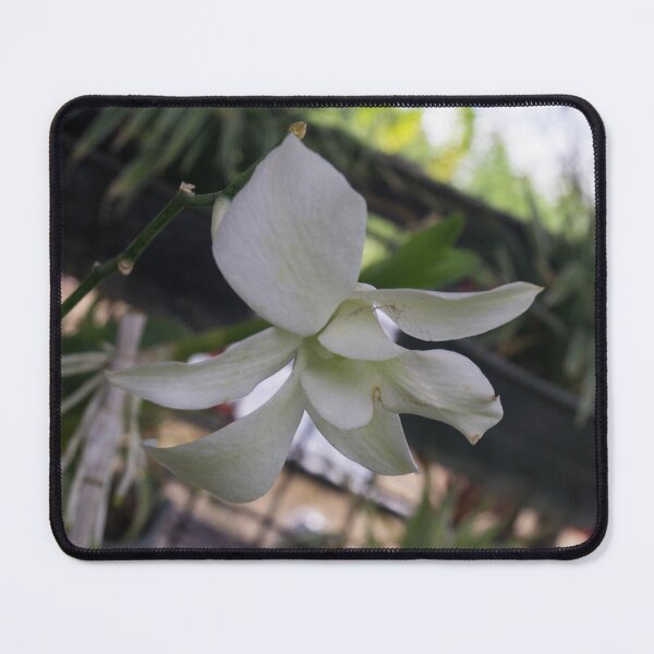 Item preview, Dendrobium orchid designed and sold by ROSE ANN BANILAR.