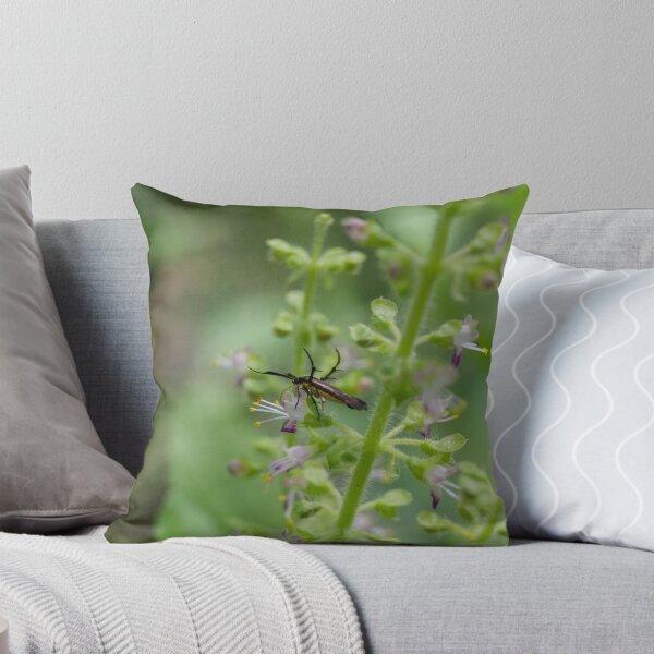 Item preview, Stenurella melanura longhorn beetle designed and sold by ROSE ANN BANILAR.