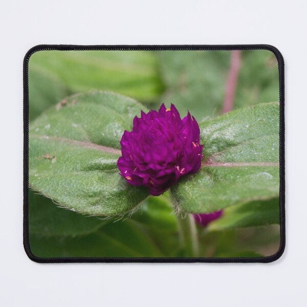 Item preview, purple globe amaranth  designed and sold by ROSE ANN BANILAR.