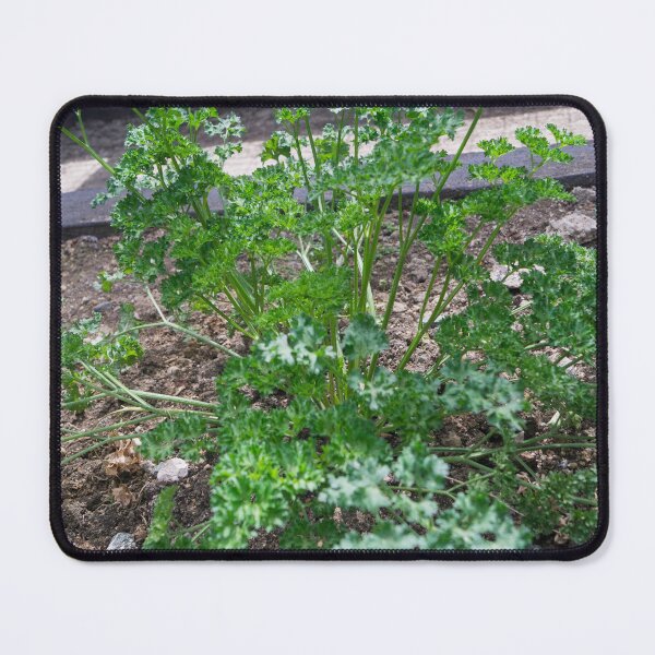 Item preview, Parsley designed and sold by ROSE ANN BANILAR.