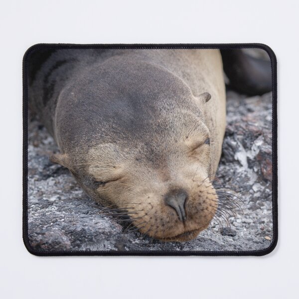 Item preview, Rock Nap – Galápagos Sea Lion Sleeping on Lava Rock, Wildlife Photography designed and sold by WildFrameNature.