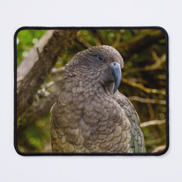 Item preview, Alpine Genius – Kea Mountain Parrot Perched in Forest, New Zealand Wildlife Photography designed and sold by WildFrameNature.