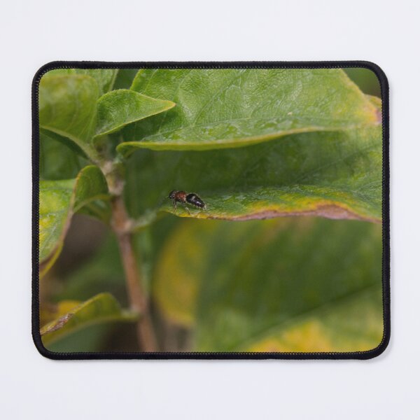 Item preview, Beetle 02 designed and sold by ROSE ANN BANILAR.