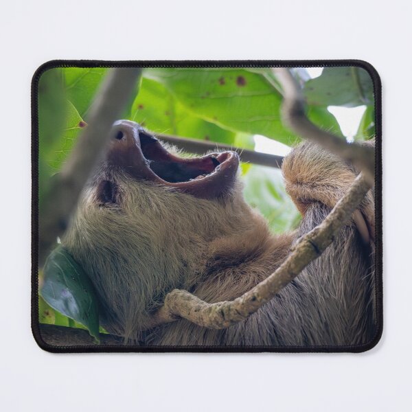 Item preview, Epic Yawn – Two-Toed Sloth Yawning in the Rainforest Canopy, Costa Rica Wildlife Photography designed and sold by WildFrameNature.