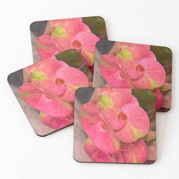 Item preview, Euphorbia milii designed and sold by ROSE ANN BANILAR.