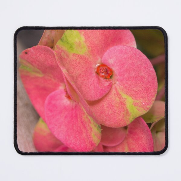 Item preview, Euphorbia milii designed and sold by ROSE ANN BANILAR.