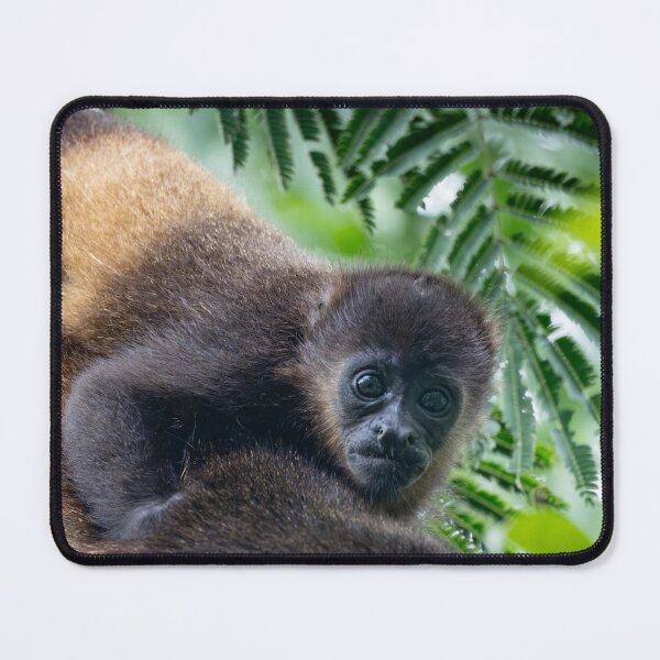 Item preview, Sano y salvo: un mono aullador bebé aferrado a la espalda de su madre, fotografía de vida silvestre en Costa Rica. designed and sold by WildFrameNature.