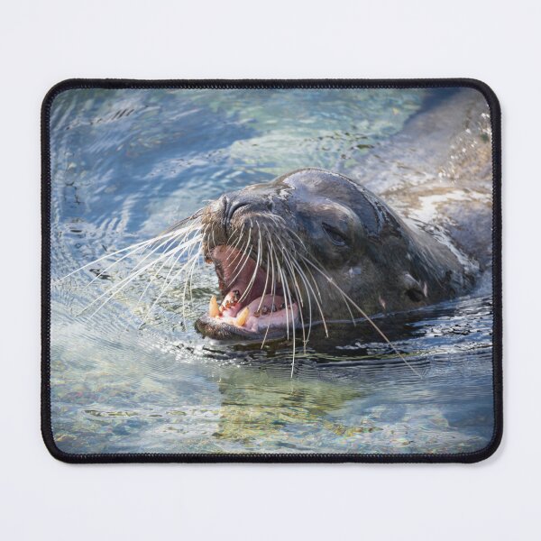 Item preview, King of the Cove – Galápagos Sea Lion Roaring in the Water, Wildlife Photography designed and sold by WildFrameNature.