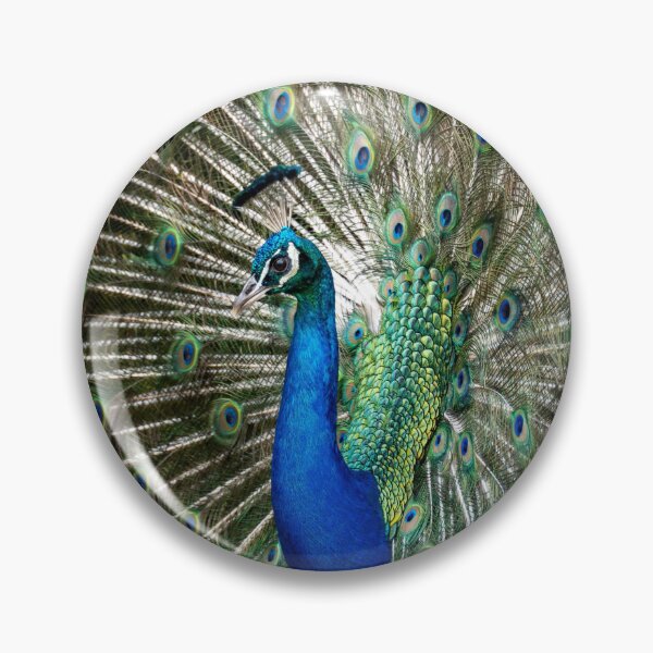 Item preview, Full Display – Indian Peacock Showing Full Tail Fan, Wildlife Photography designed and sold by WildFrameNature.