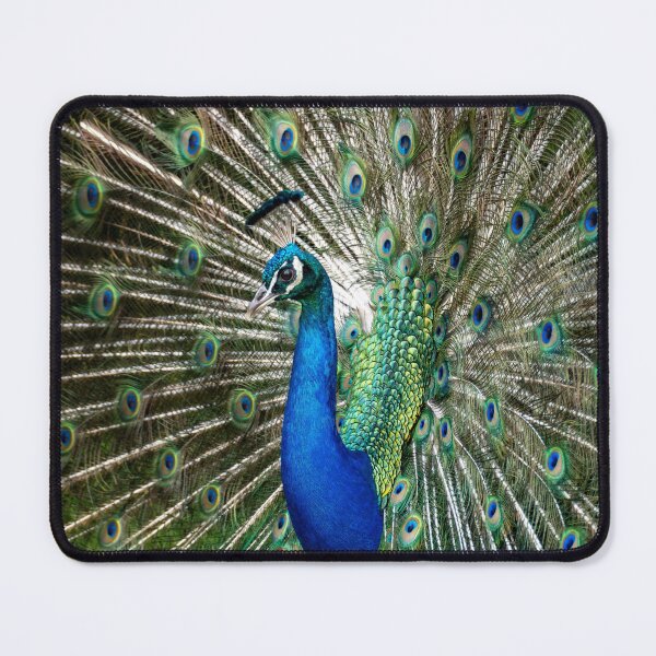 Item preview, Full Display – Indian Peacock Showing Full Tail Fan, Wildlife Photography designed and sold by WildFrameNature.