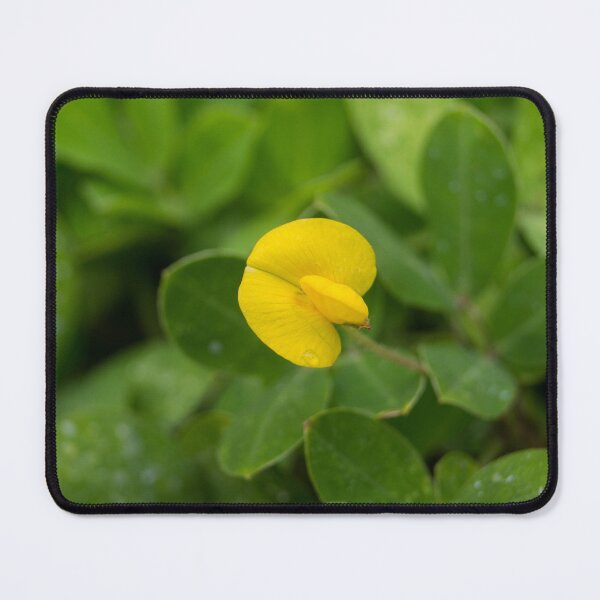 Item preview, Pinto peanut designed and sold by ROSE ANN BANILAR.
