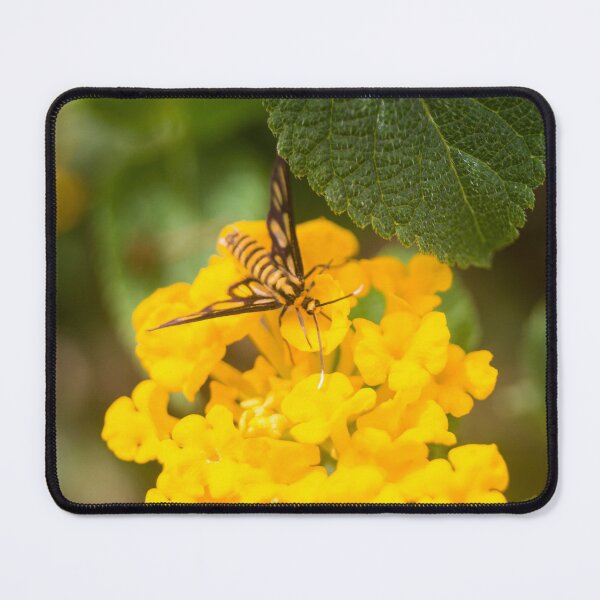 Item preview, Hübner's Wasp Moth_03 designed and sold by ROSE ANN BANILAR.
