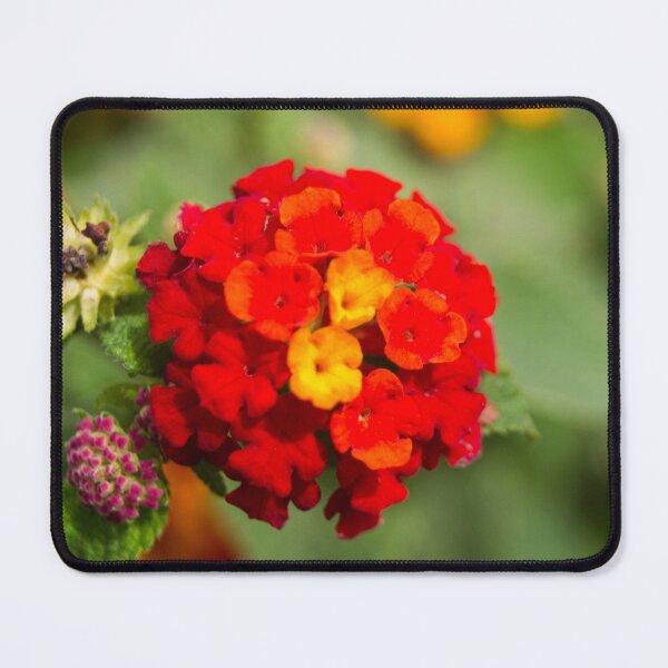 Item preview, Lantana designed and sold by ROSE ANN BANILAR.