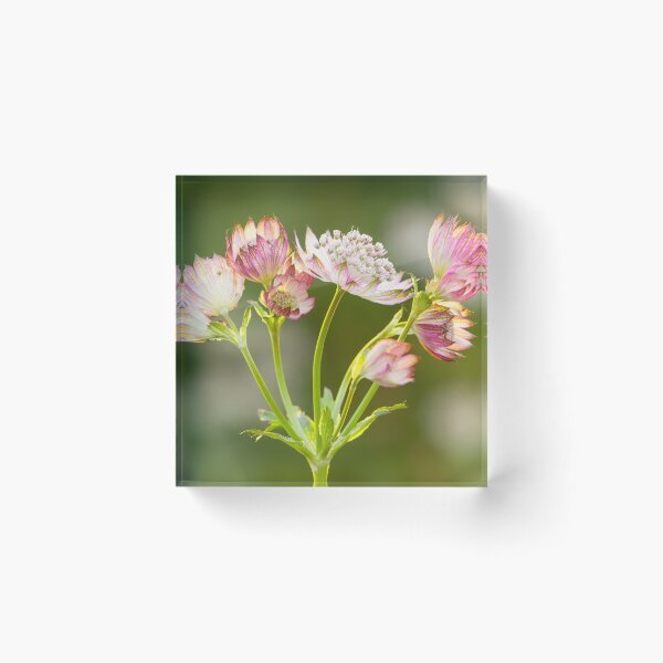 Item preview, Astrantia designed and sold by leebeelphoto.