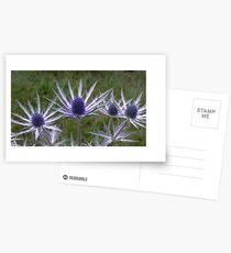 Cultivated Thistles Postcards