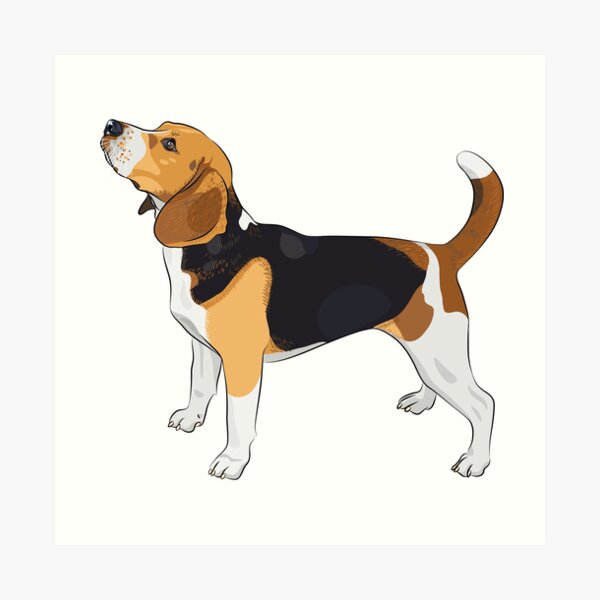 Beagle Lámina artística