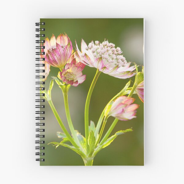 Item preview, Astrantia designed and sold by leebeelphoto.