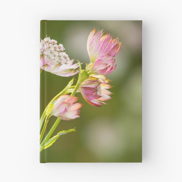 Item preview, Astrantia designed and sold by leebeelphoto.