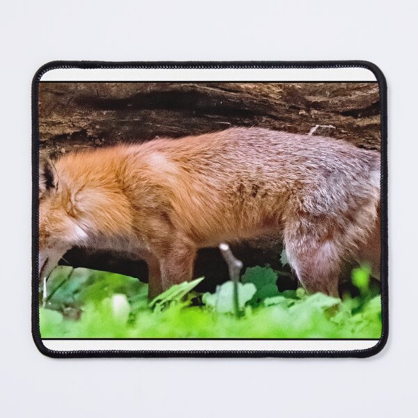 Item preview, Red Foxes, Adult, Kit Takes Shelter Under Fallen Tree designed and sold by AMacGPhilly.