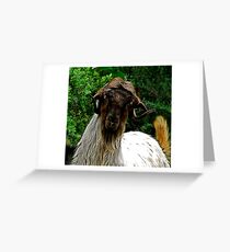 Mohair Goat in Turkey Greeting Card