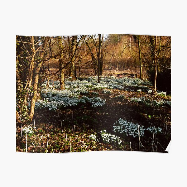 Snowdrops at Warnford, Hampshire, England Poster