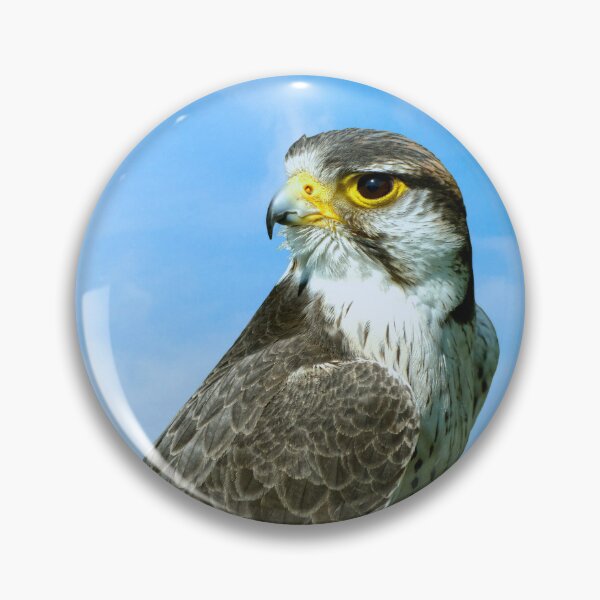 Item preview, Lanner Falcon Latin name Falco biarmicus Latin name Falco biarmicus designed and sold by Peter Etchells.