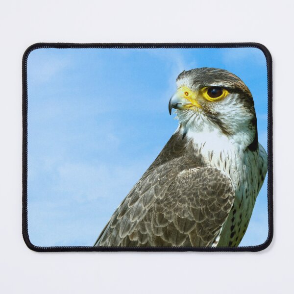 Item preview, Lanner Falcon Latin name Falco biarmicus Latin name Falco biarmicus designed and sold by Peter Etchells.