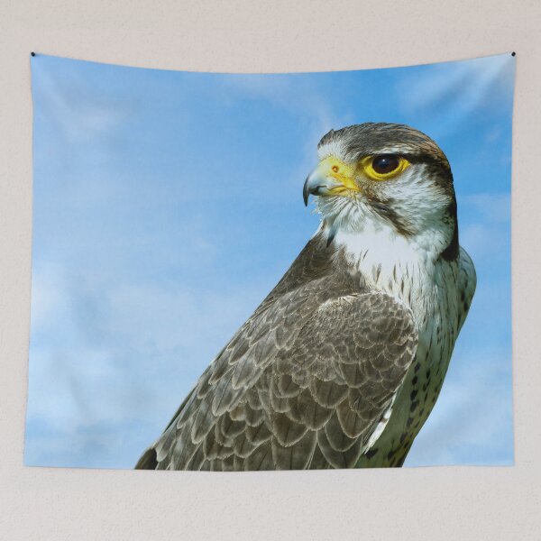 Item preview, Lanner Falcon Latin name Falco biarmicus Latin name Falco biarmicus designed and sold by Peter Etchells.