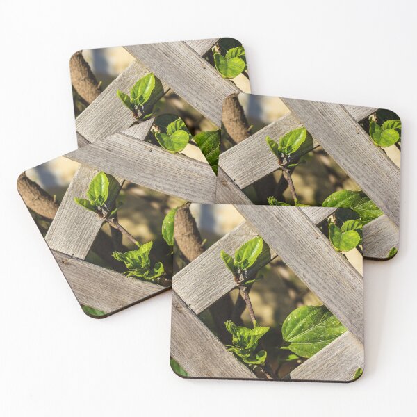 Item preview, Sunlit Wooden Lattice Fence With Ivy Growing Through Crisscross Panels designed and sold by Nmallia.