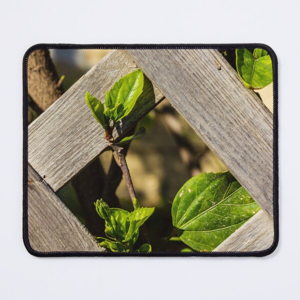 Item preview, Sunlit Wooden Lattice Fence With Ivy Growing Through Crisscross Panels designed and sold by Nmallia.
