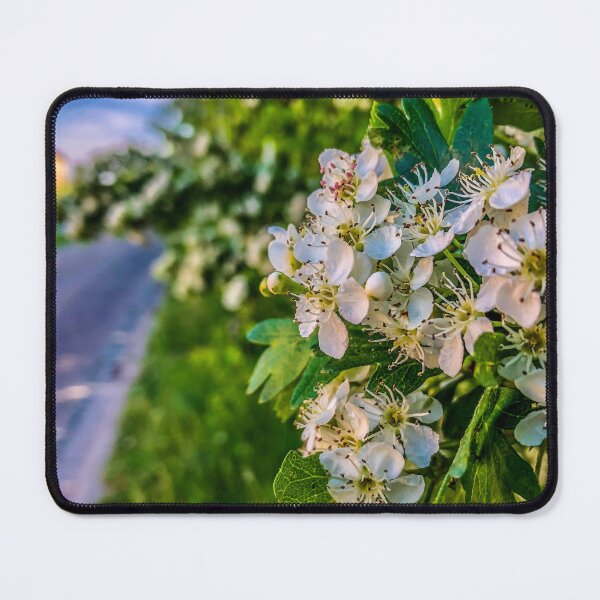 Item preview, Tiny white flowers in spring designed and sold by GlennP97.
