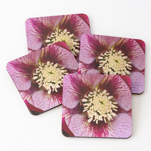 Item preview, Hellebores 'French Kiss' designed and sold by bjtomiko.