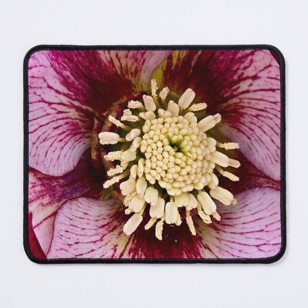 Item preview, Hellebores 'French Kiss' designed and sold by bjtomiko.