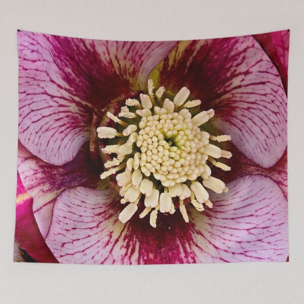 Item preview, Hellebores 'French Kiss' designed and sold by bjtomiko.