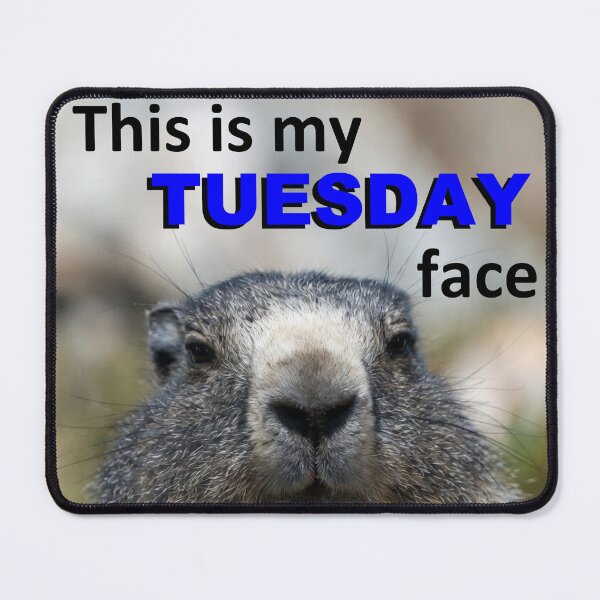 Item preview, This Is My Tuesday Face — Grumpy Marmot Funny Wildlife Meme designed and sold by AnotherMarmot.